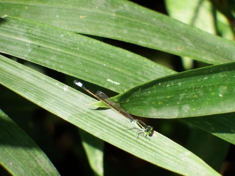 アオモンイトトンボ♂