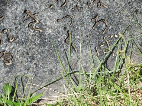 アオモンイトトンボ♂