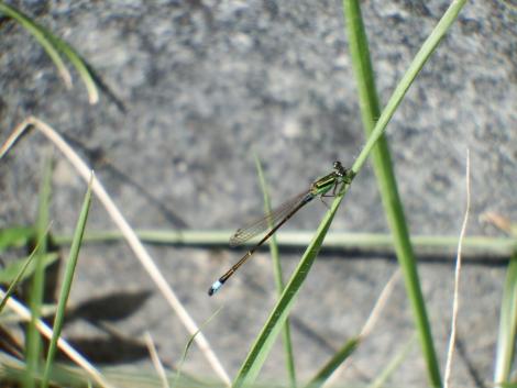 アオモンイトトンボ♂