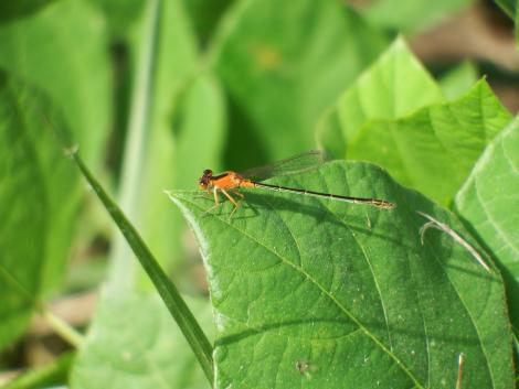 アオモンイトトンボ♀