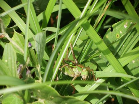 トノサマバッタ