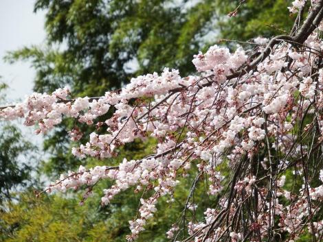 シダレザクラ