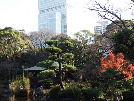 カワセミとハルカス