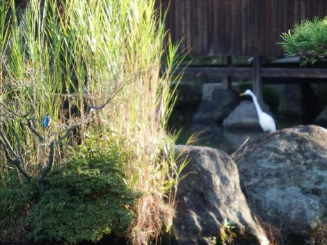 カワセミとダイサギ