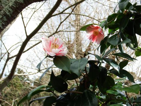 斑入りのツバキ