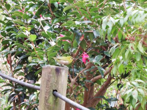 メジロとサザンカ