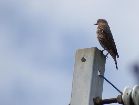 イソヒヨドリ♀