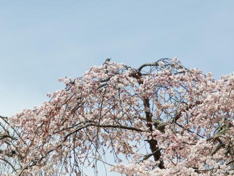 シダレザクラとヒヨドリ