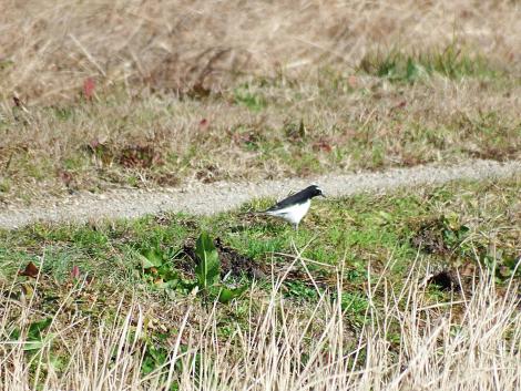 セグロセキレイ