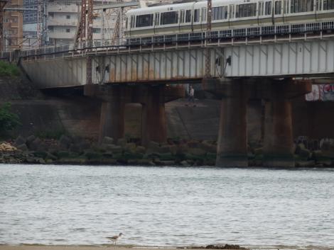 JR西221系とアオアシシギ