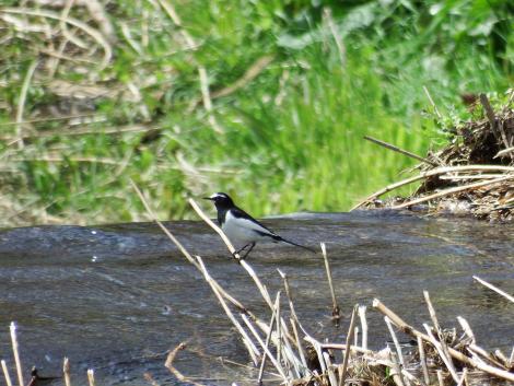 セグロセキレイ