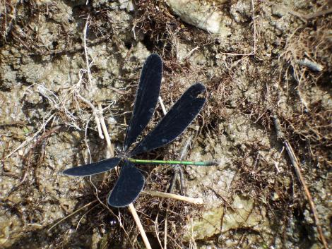 ハグロトンボ♂