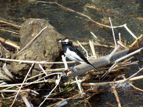 セグロセキレイ