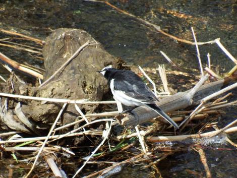 セグロセキレイ