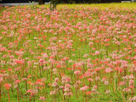 ヒガンバナの群生