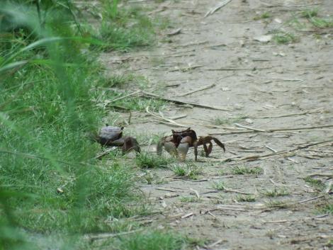 クロベンケイガニ
