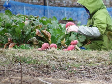 赤かぶの収穫