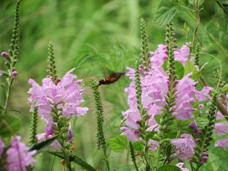 ハナトラノオとハチ