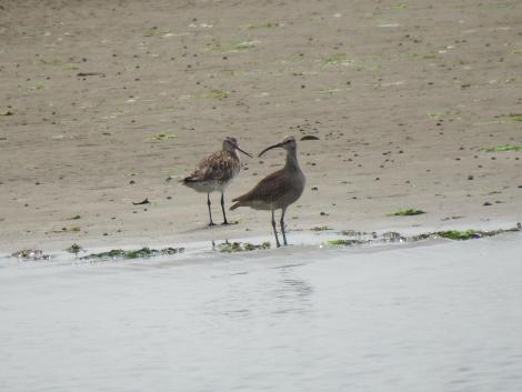 チュウシャクシギとオバシギ