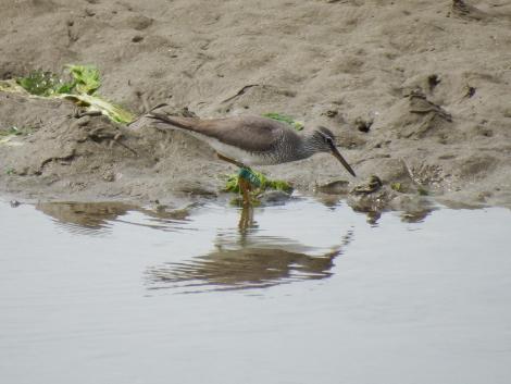 フラッグをつけたキアシシギ
