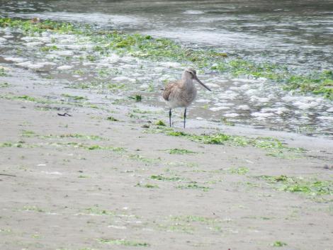 オオソリハシシギ