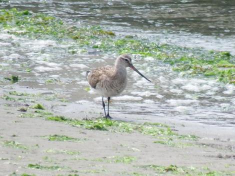 オオソリハシシギ