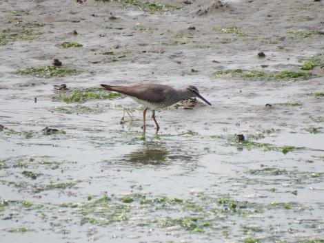 フラッグをつけたキアシシギ