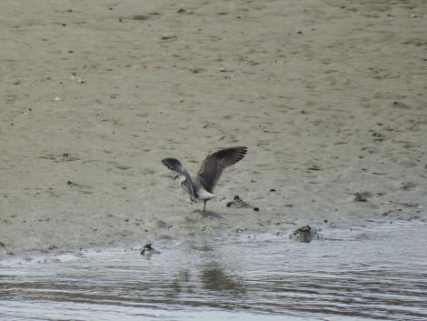 フラッグをつけたキアシシギ