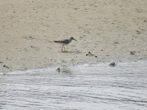 フラッグをつけたキアシシギ