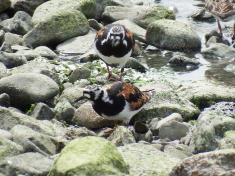 キョウジョシギ