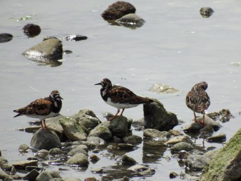 キョウジョシギ