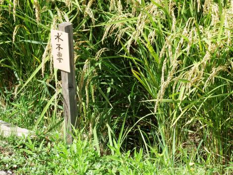 黄金色の田んぼ