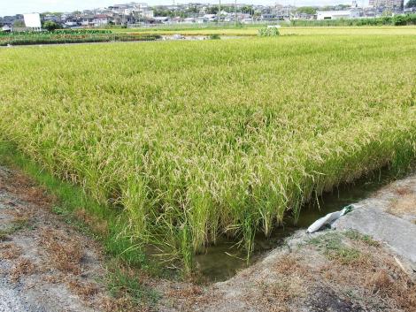 黄金色の田んぼ