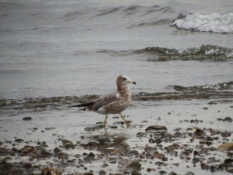 ウミネコの幼鳥