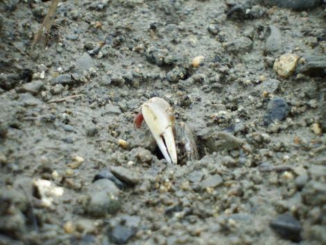 ハクセンシオマネキ