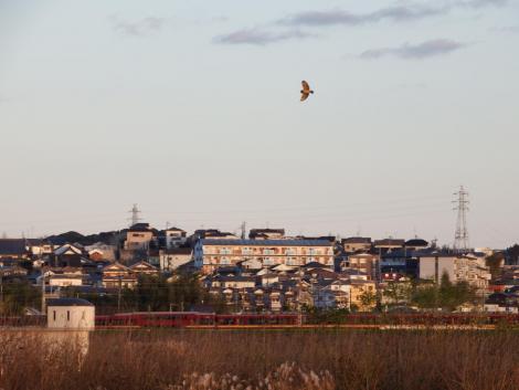 コミミズクと京阪特急