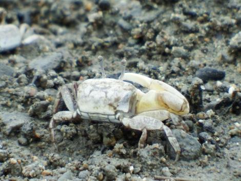 ハクセンシオマネキ