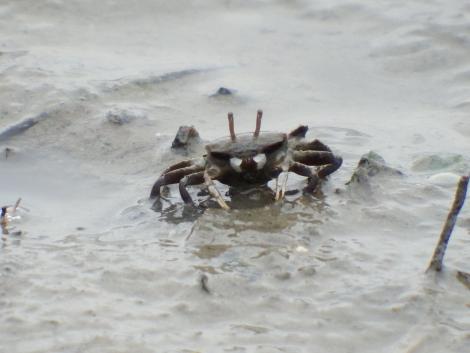 ヤマトオサガニ