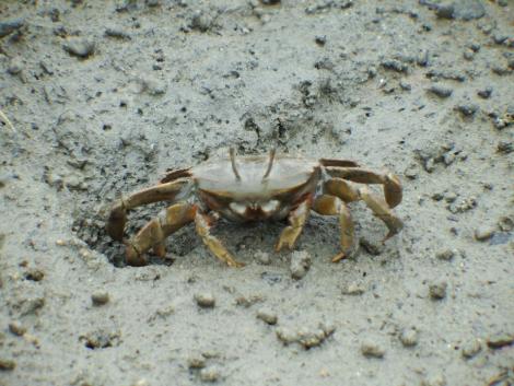 ヤマトオサガニ