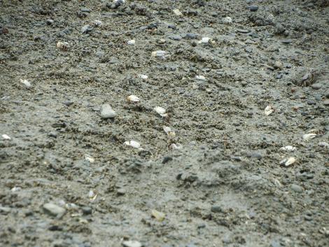 ハクセンシオマネキ