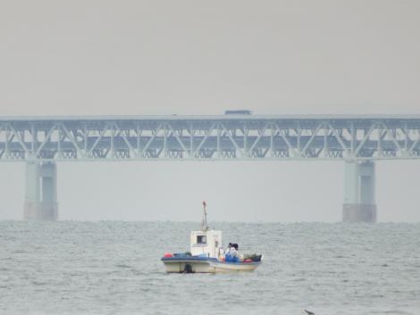 連絡橋を渡るラピート