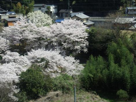 高野線沿線の桜