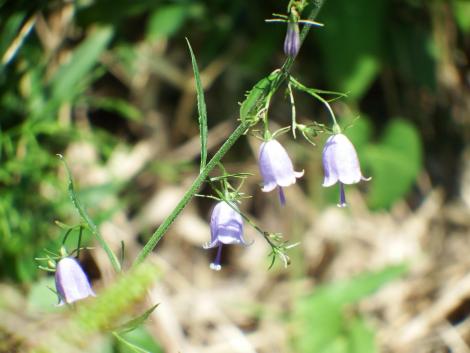 ツリガネニンジン