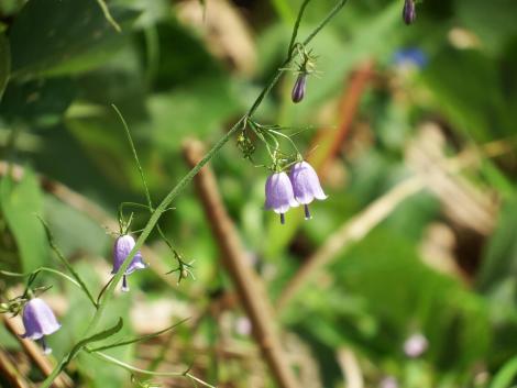 ツリガネニンジン