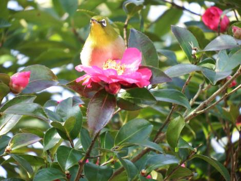 メジロとサザンカ