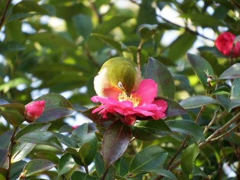 メジロとサザンカ