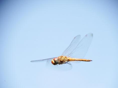 ウスバキトンボ