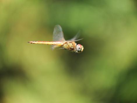 ウスバキトンボ