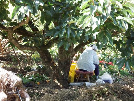 出荷準備のおばさん