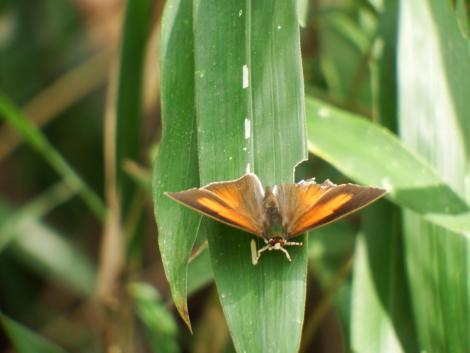 ウラギンシジミ